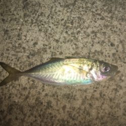 アジングでチニング