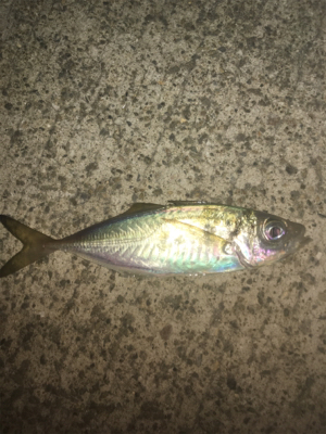 アジングでチニング