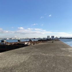 メジロが釣りたくて