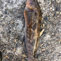 テトラ帯での穴釣り