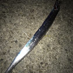 タチウオ餌釣り