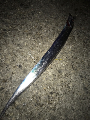 タチウオ餌釣り