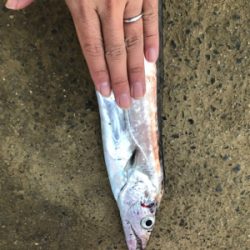 ウオウオー（╹◡╹）