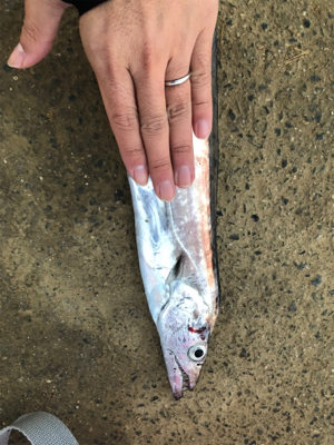 ウオウオー（╹◡╹）