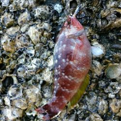 穴釣りフレンズ