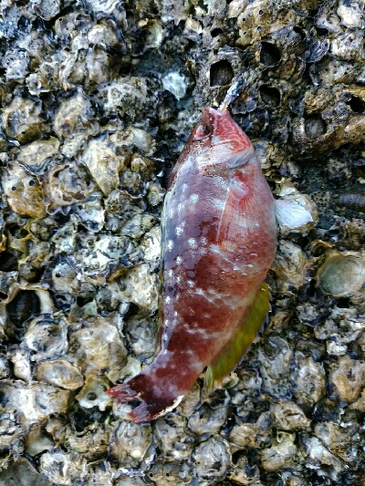 穴釣りフレンズ