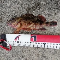 シーバス釣行！