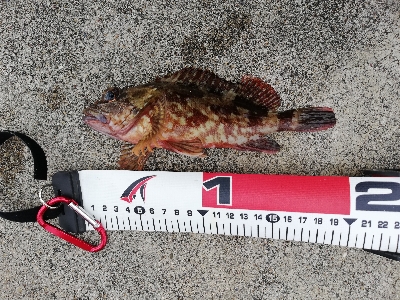 シーバス釣行！