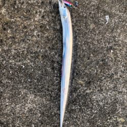 短時間でタチウオとサゴシ