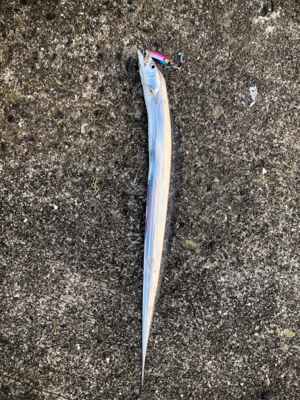 短時間でタチウオとサゴシ