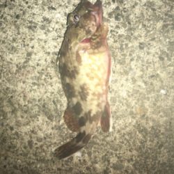 アジングでガシリング