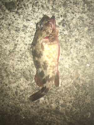 アジングでガシリング