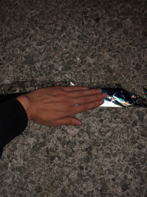 雨のせいで15分ほどしかできなかったけど釣れた