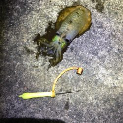 アオリちゃんとの勝負は引き分け？