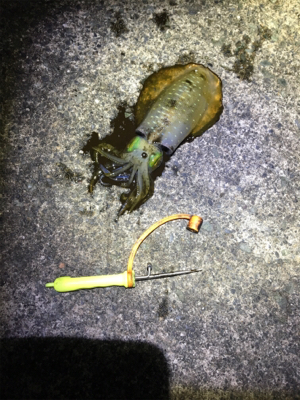 アオリちゃんとの勝負は引き分け？