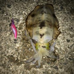 アオリイカ釣果