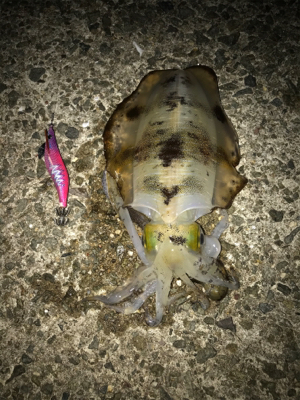 アオリイカ釣果