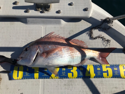 久々のオフショア