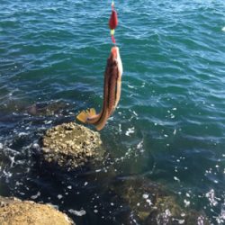 ショアジギ か〜ら〜の〜