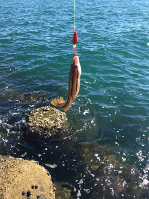 ショアジギ か〜ら〜の〜