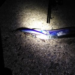 ドラゴン狙いがミニリュウだった