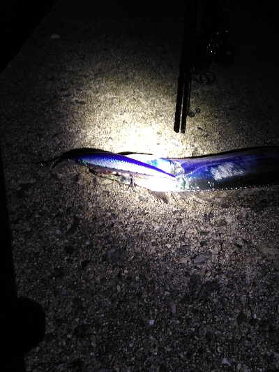 ドラゴン狙いがミニリュウだった