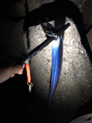 休日のタッチ〜釣行! 出遅れた(´༎ຶོρ༎ຶོ`)