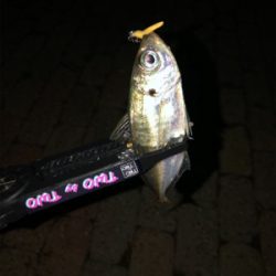 多魚種釣れました(´∇`)