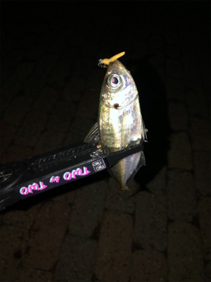 多魚種釣れました(´∇`)