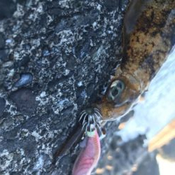 安定のちいささ