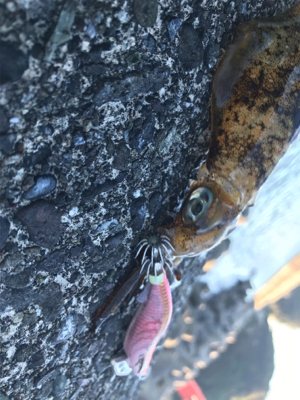 安定のちいささ