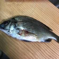 ダンゴ釣りのはずが
