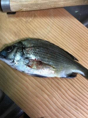 ダンゴ釣りのはずが