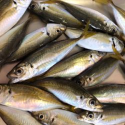 タチアジ祭り〜(^^)