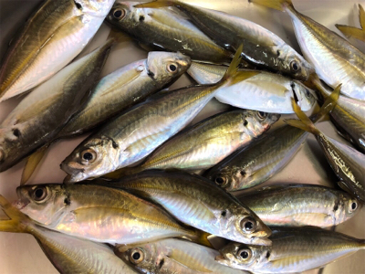 タチアジ祭り〜(^^)