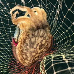 マイボート、ジギングティップラン釣行