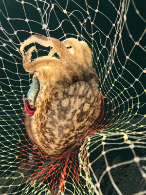 マイボート、ジギングティップラン釣行