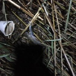 干潮エントリー