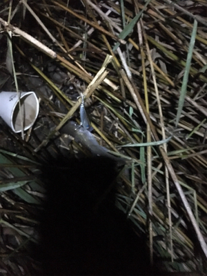 干潮エントリー