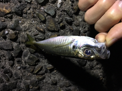 いつもの場所が渋い