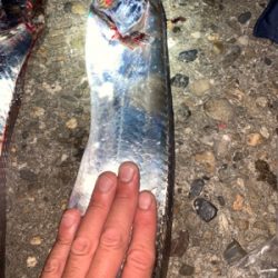 サイズアップを狙って!