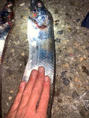 サイズアップを狙って!