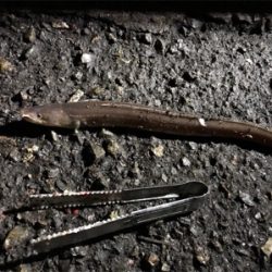 アナゴが大爆釣です