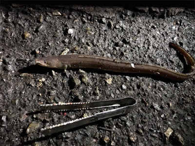 アナゴが大爆釣です