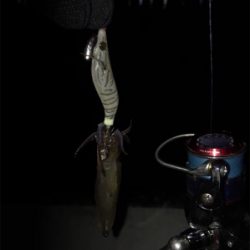 イカの引きを味わいたくて