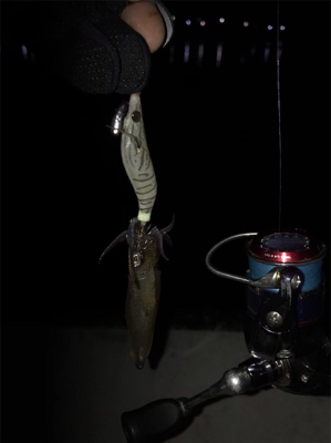 イカの引きを味わいたくて