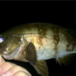 アジンガー0700〜0745