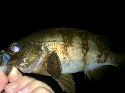 アジンガー0700〜0745