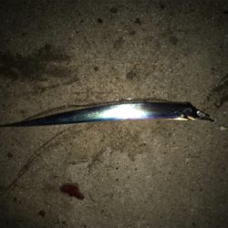 昨日ぼーず、リベンジに！