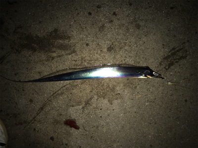 昨日ぼーず、リベンジに！